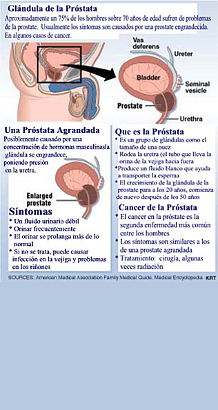 Prostate Gland